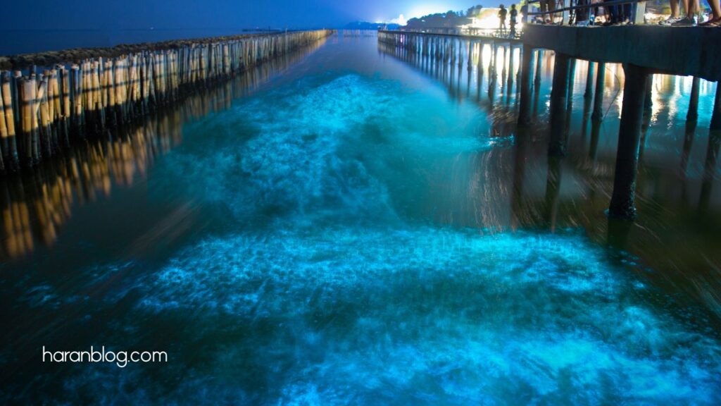 Bioluminescent Beach in night