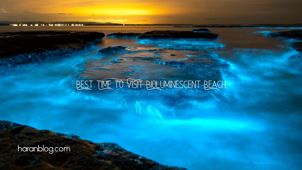 Bioluminescent Beaches