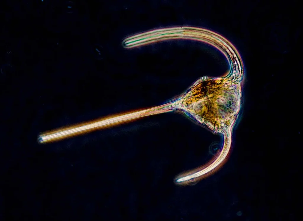 Dinoflagellates